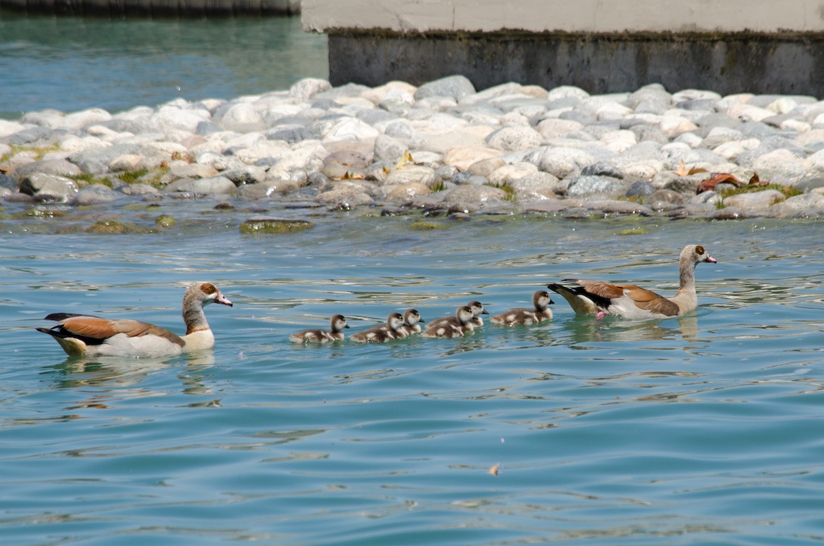 Egyptian Goose - ML638382442