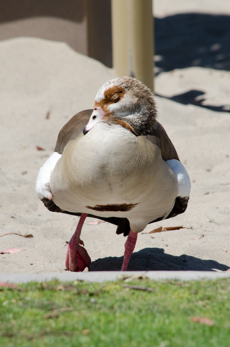 Egyptian Goose - ML638382443