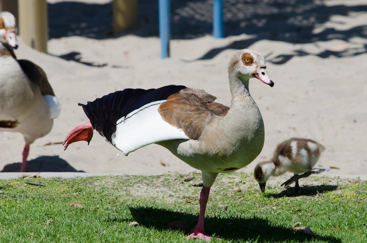 Egyptian Goose - ML638382444