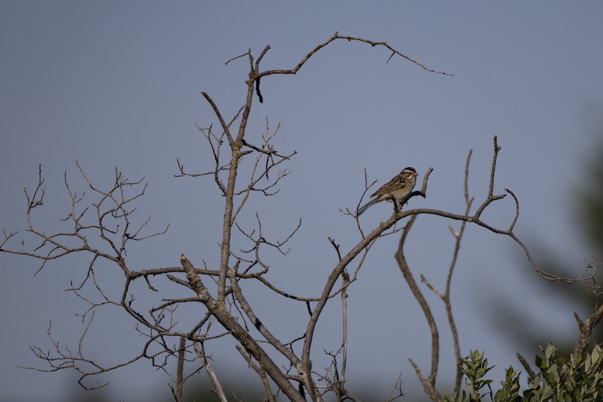 Clay-colored Sparrow - ML638382461