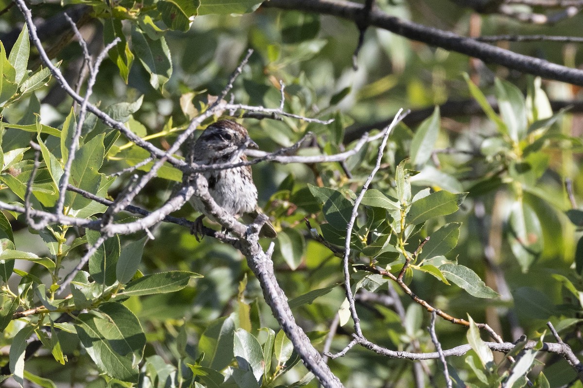 Song Sparrow - ML638382464