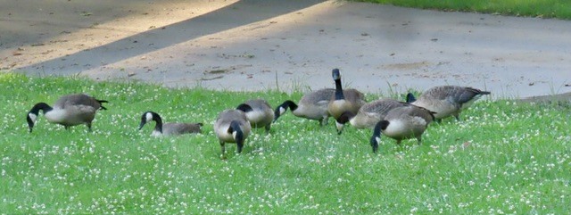 Canada Goose - ML638382465