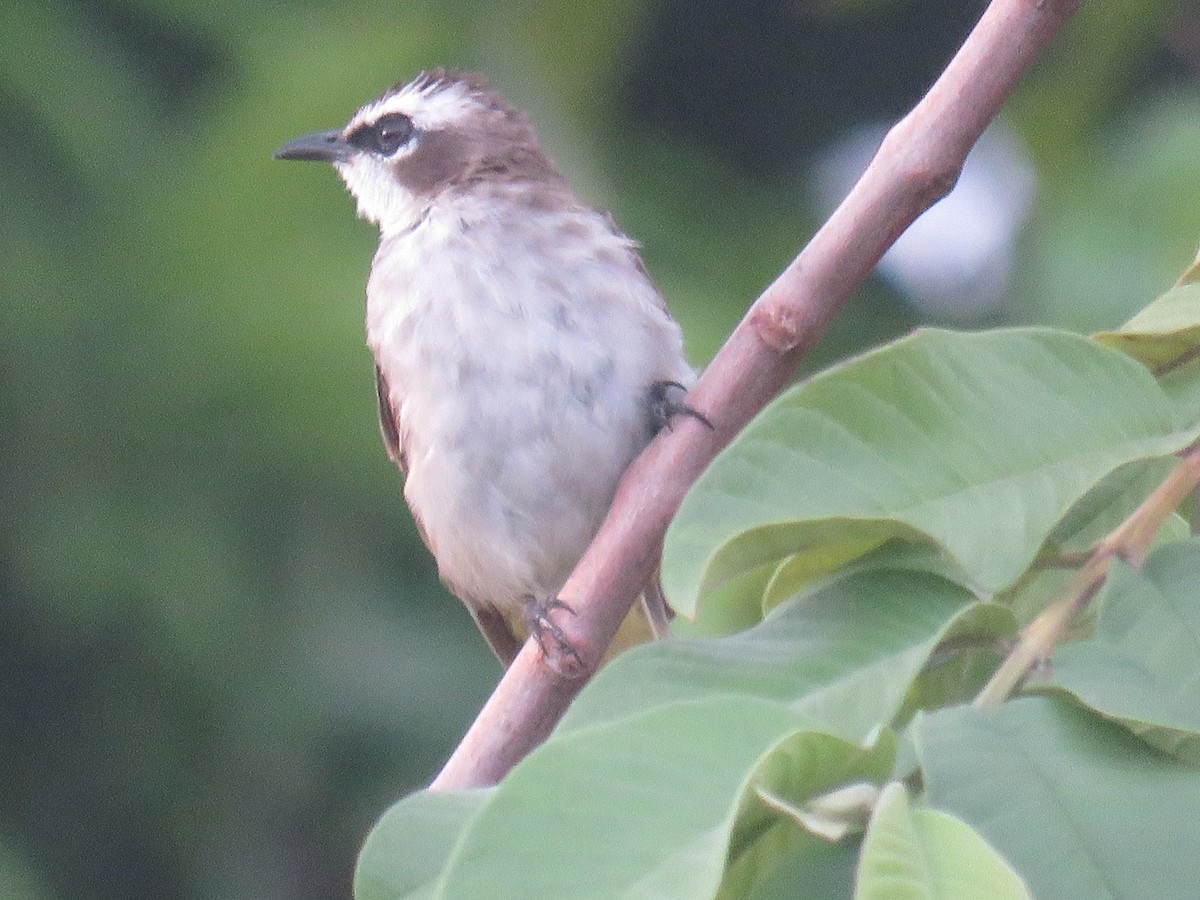 Yellow-vented Bulbul (Philippine) - ML638382467