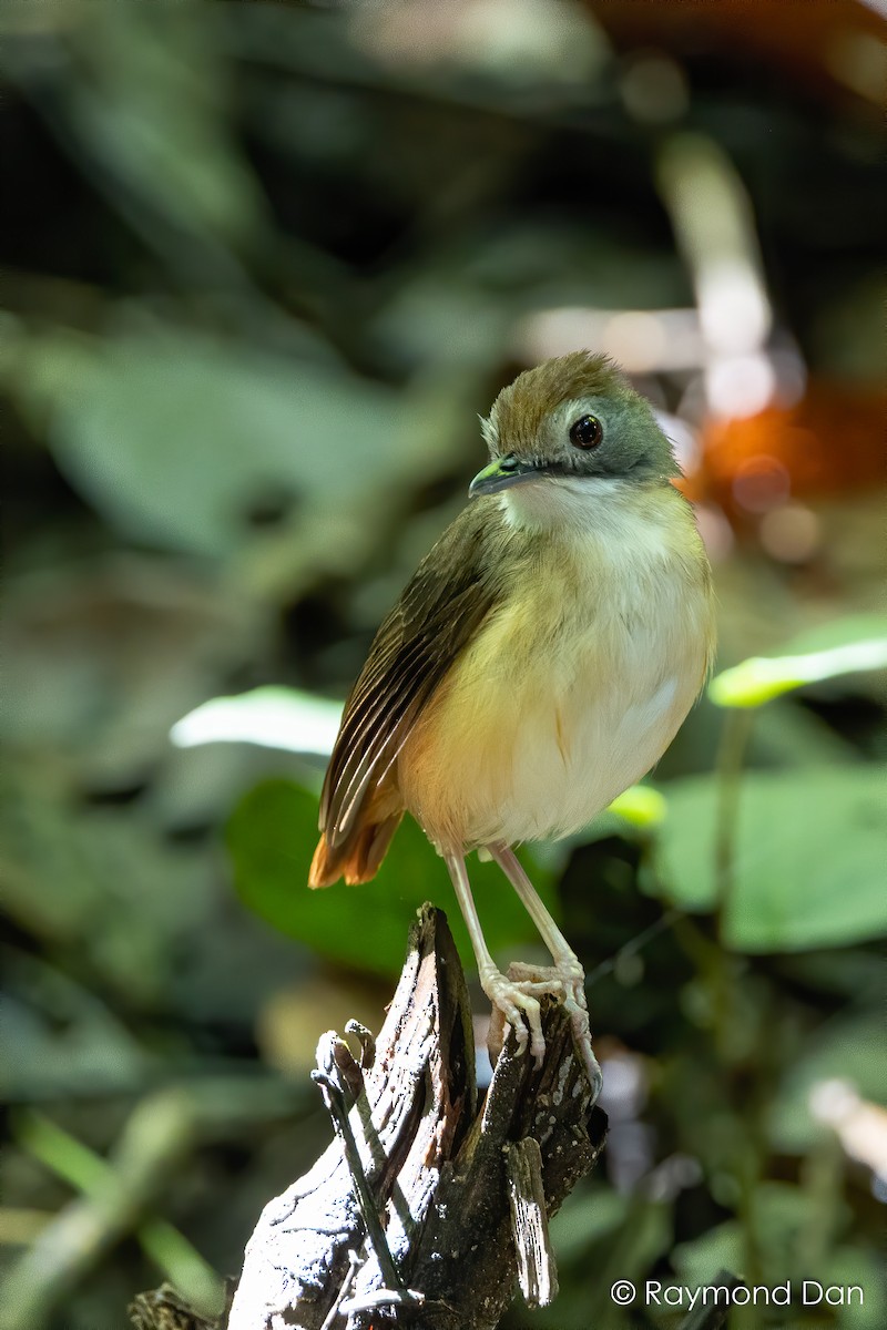 Short-tailed Babbler - ML638382468