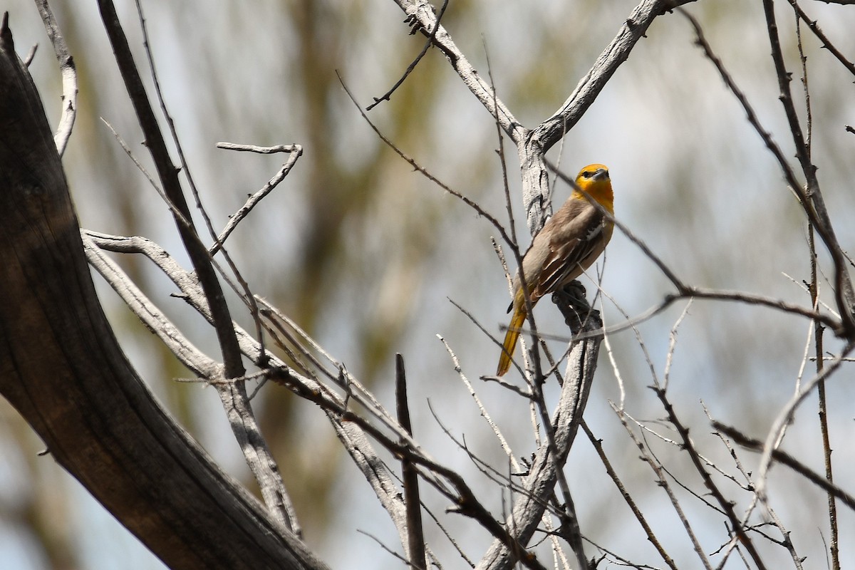 Bullock's Oriole - ML638382472