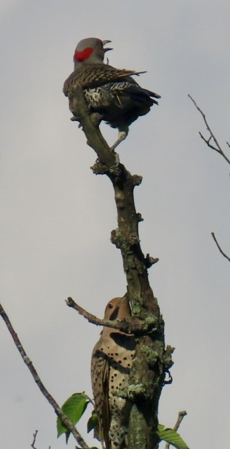 Northern Flicker - ML638382491