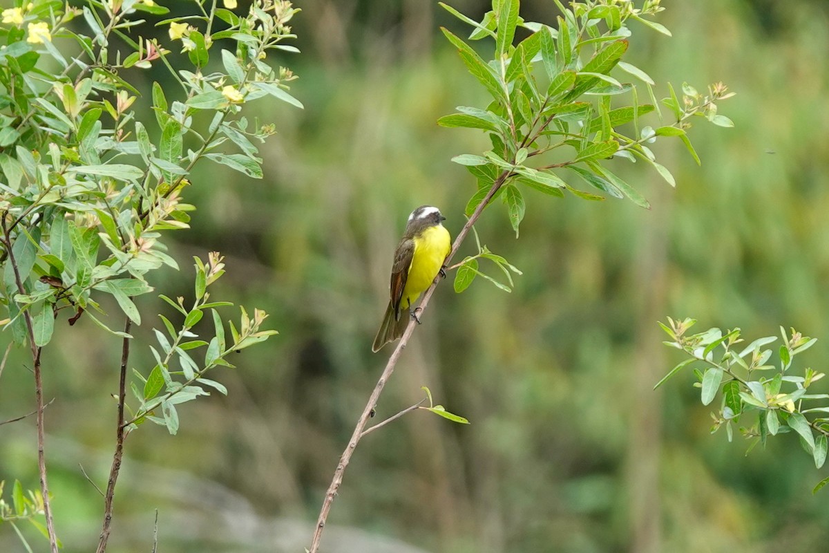 Rusty-margined Flycatcher - ML638382503