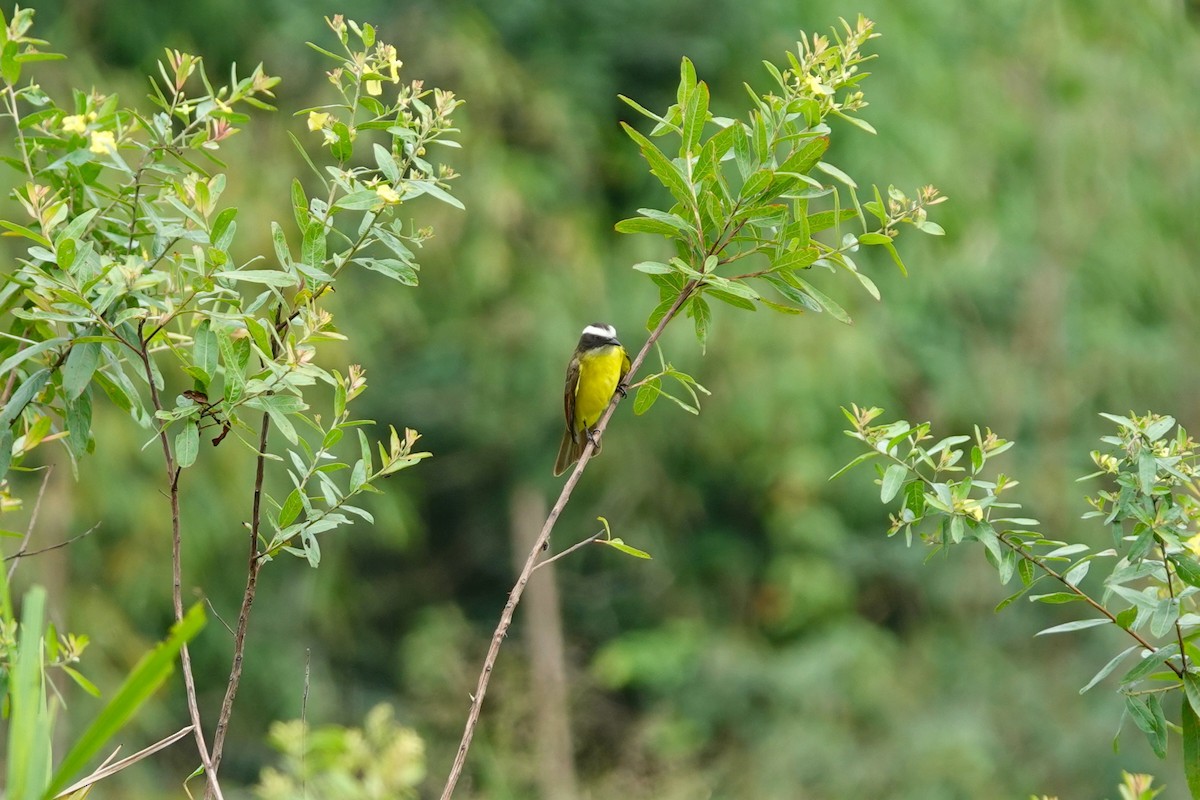 Rusty-margined Flycatcher - ML638382504