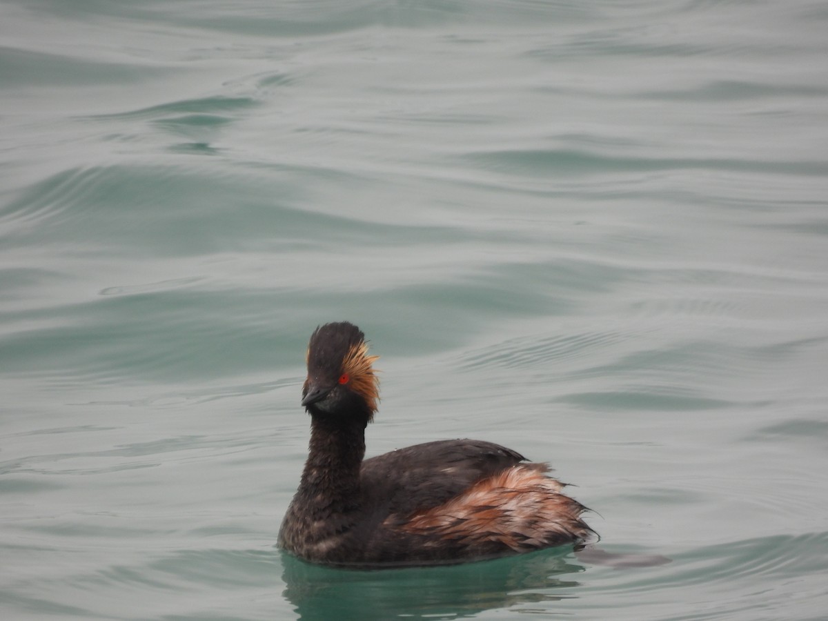 Eared Grebe - ML638382515