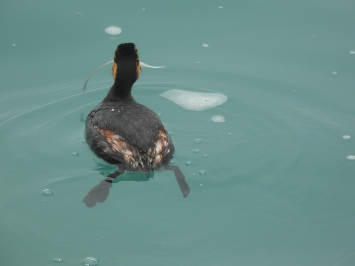 Eared Grebe - ML638382520
