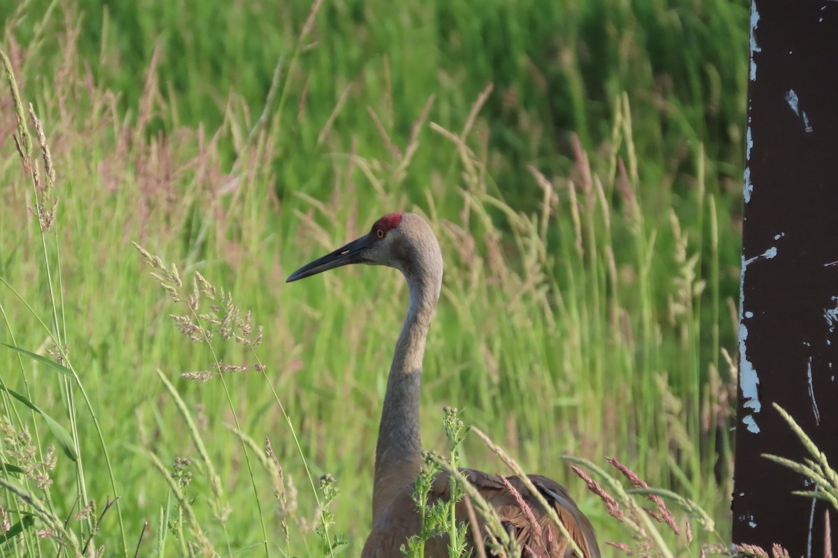 Sandhill Crane - ML638382525