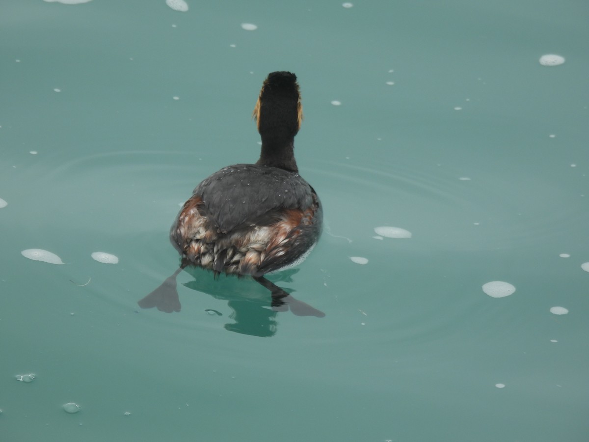 Eared Grebe - ML638382526