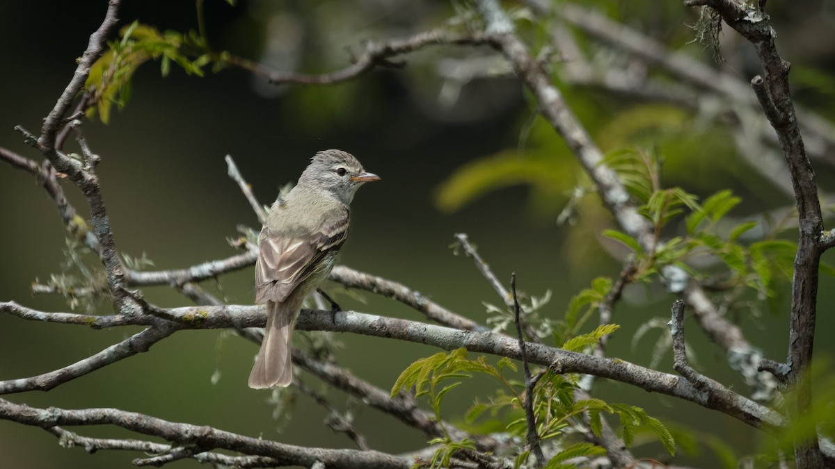 Southern Beardless-Tyrannulet - ML638382527
