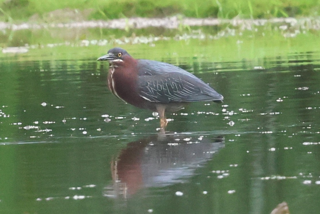 Green Heron - ML638382533