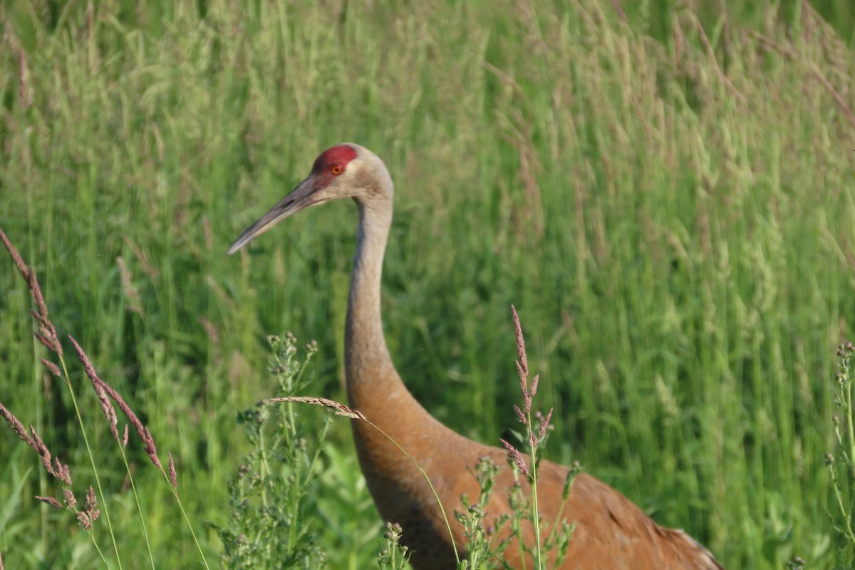 Sandhill Crane - ML638382535