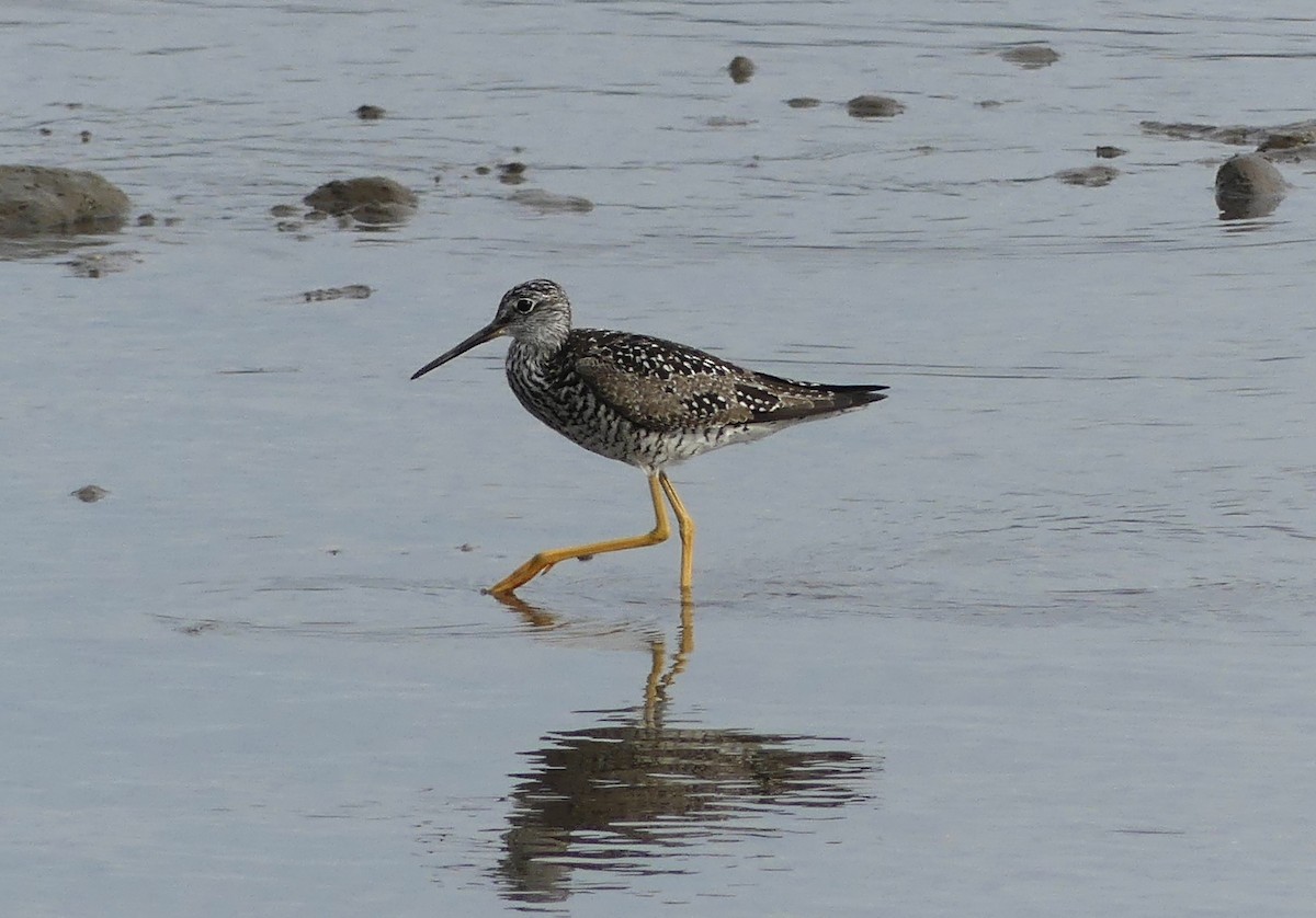 plystresnipe - ML638382537