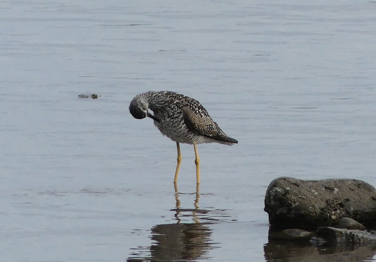 plystresnipe - ML638382538