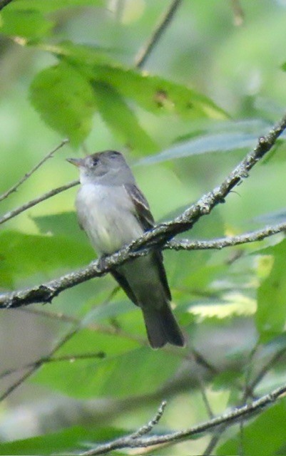 Eastern Wood-Pewee - ML638382539