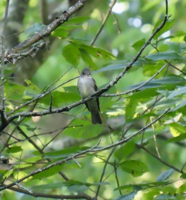 Eastern Wood-Pewee - ML638382540