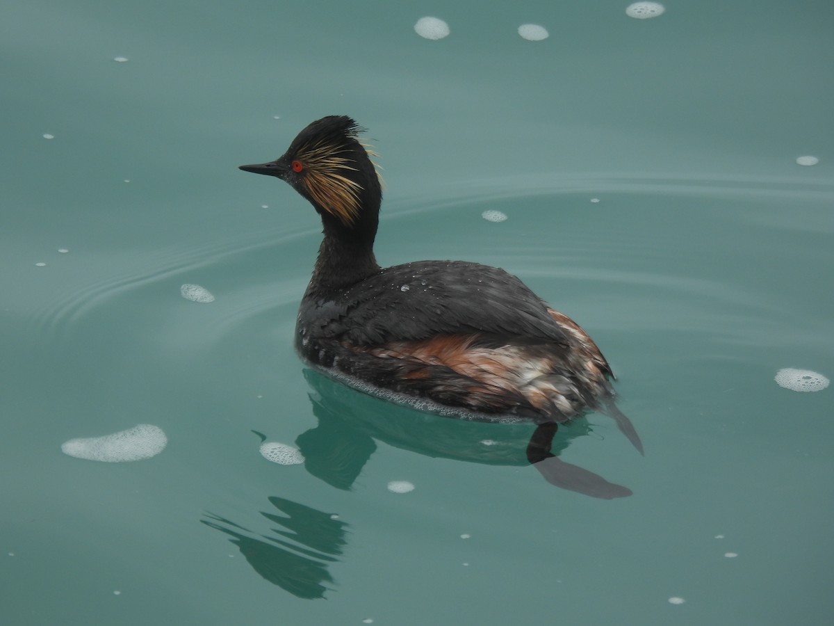 Eared Grebe - ML638382546