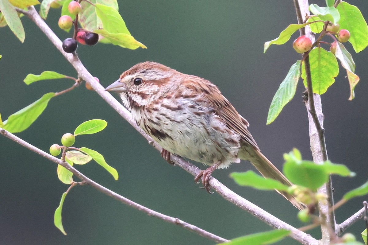 Song Sparrow - ML638382549