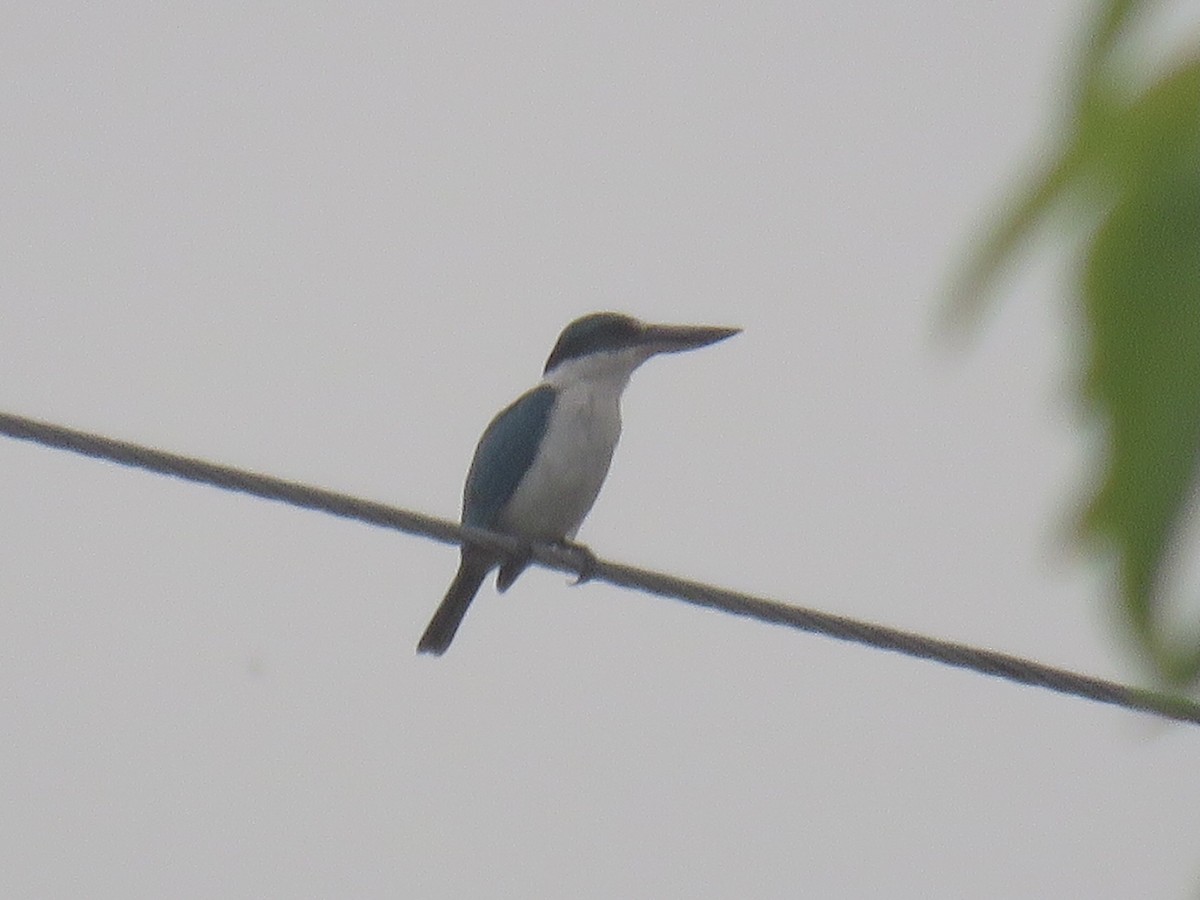 Collared Kingfisher (Collared) - ML638382554