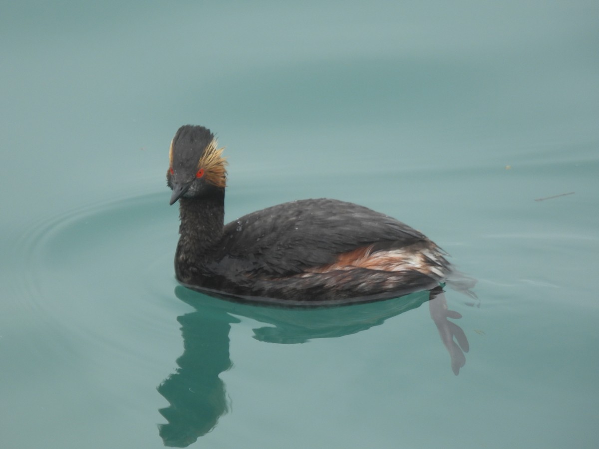 Eared Grebe - ML638382560