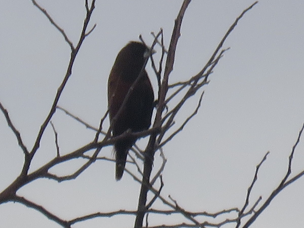 黑頭文鳥(formosana) - ML638382563