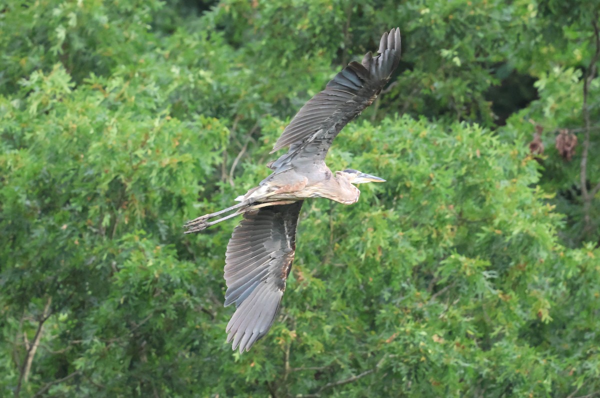 Great Blue Heron - ML638382570