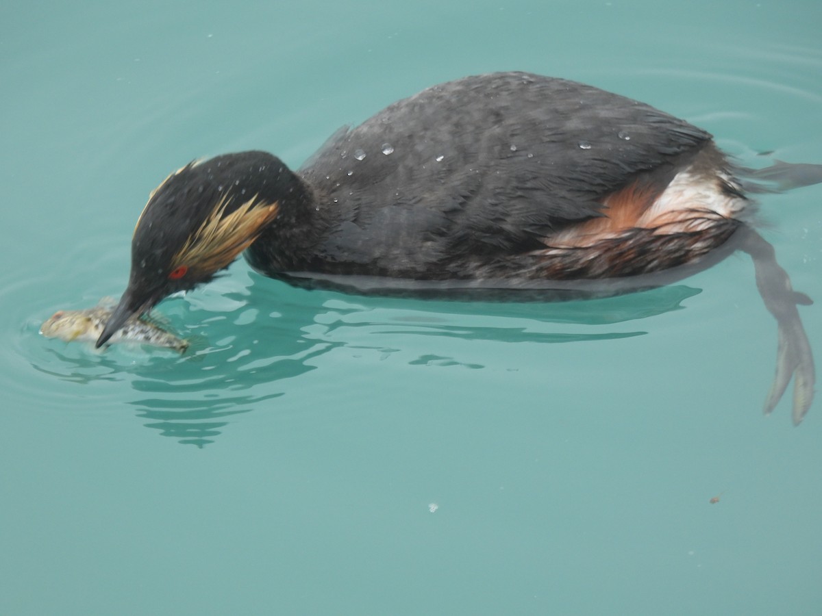 Eared Grebe - ML638382571