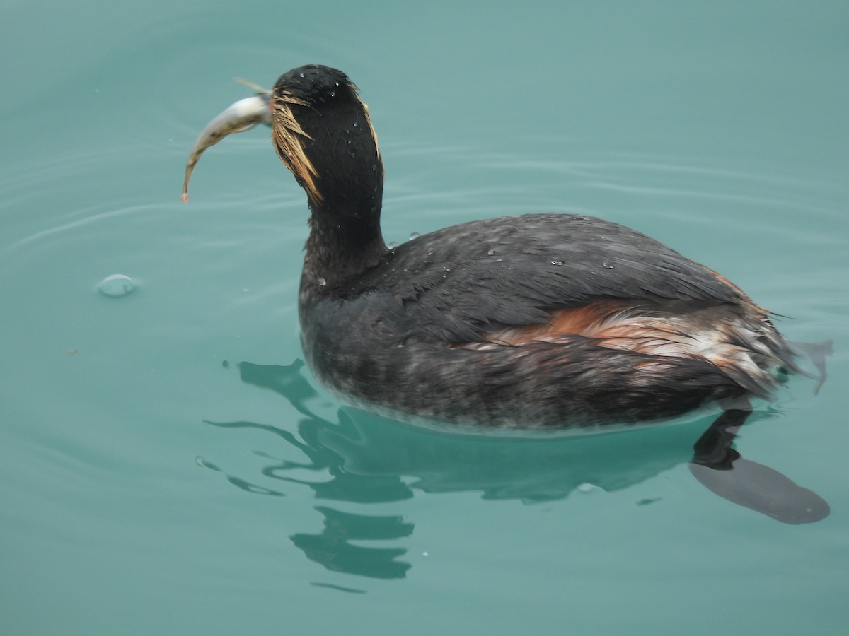 Eared Grebe - ML638382572