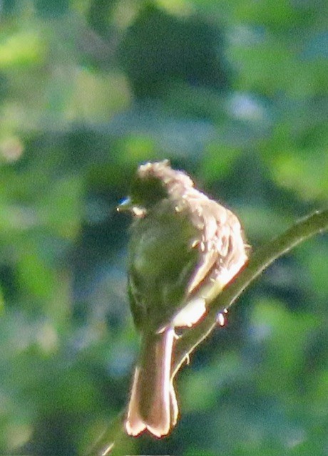 Eastern Phoebe - ML638382573