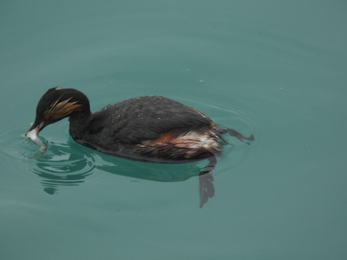 Eared Grebe - ML638382579