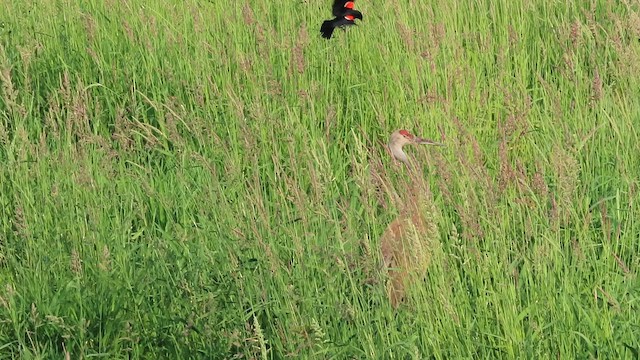 Sandhill Crane - ML638382580