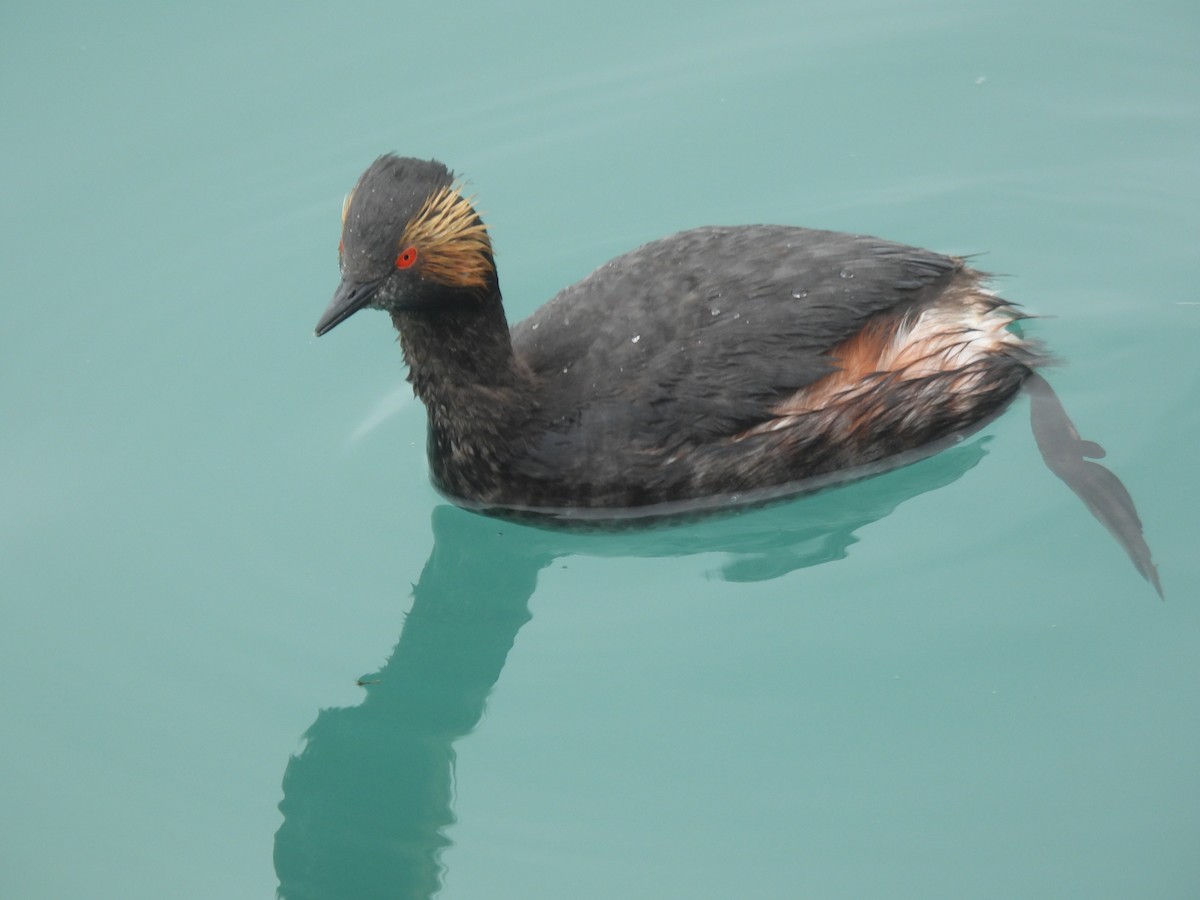 Eared Grebe - ML638382581