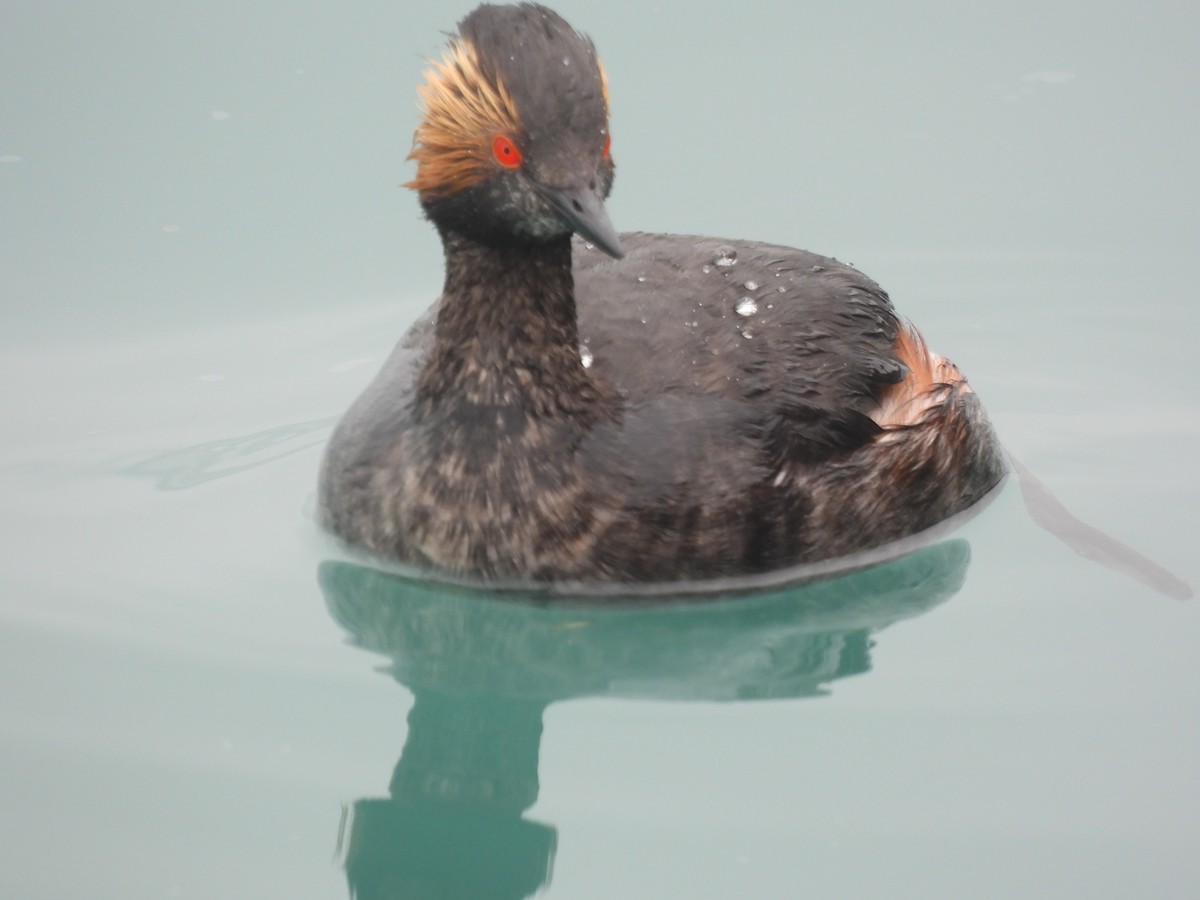 Eared Grebe - ML638382594