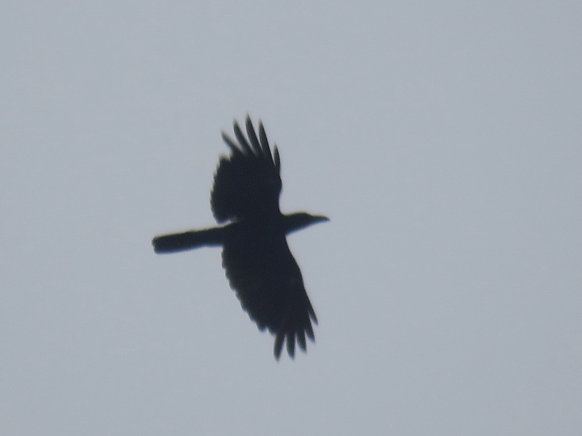 Philippine Jungle Crow - ML638382613