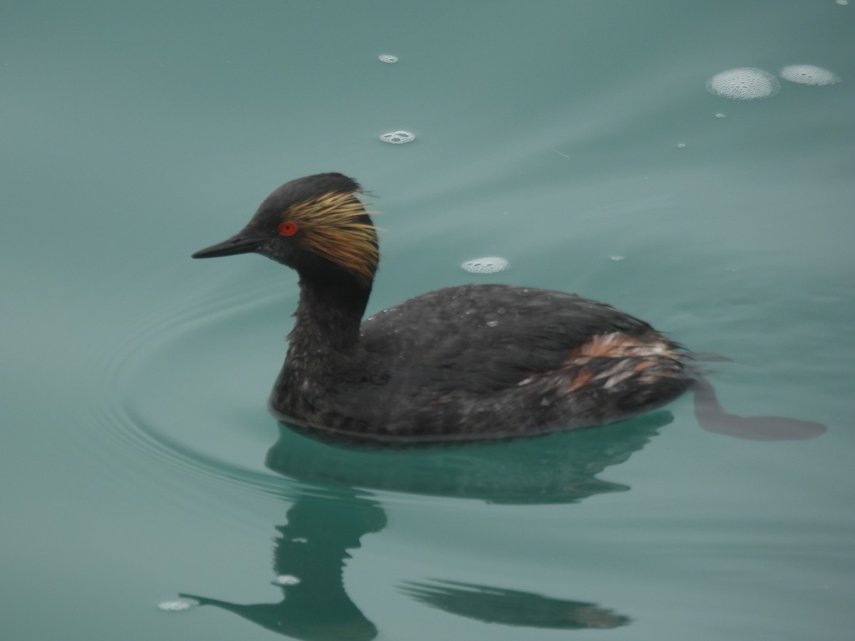 Eared Grebe - ML638382616