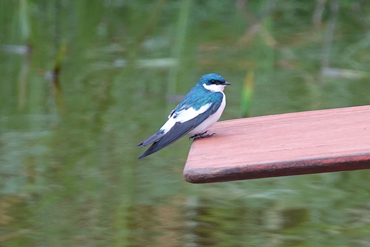 White-winged Swallow - ML638382638