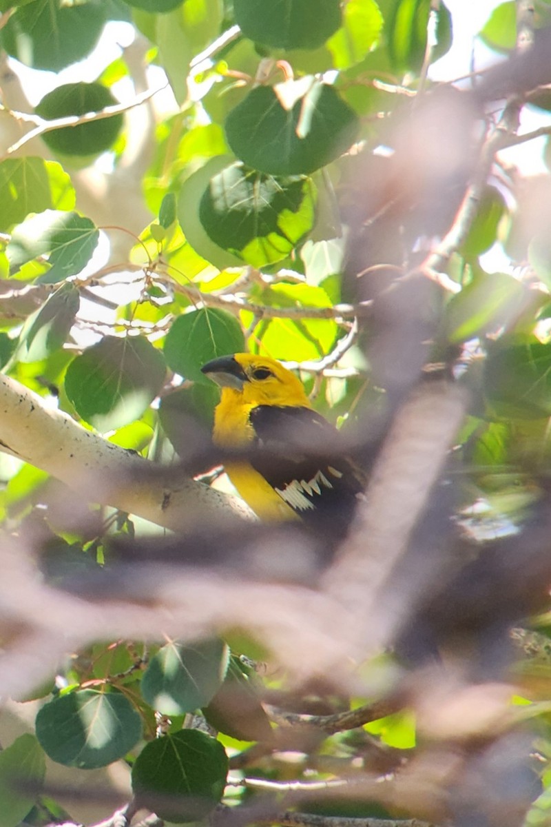 Yellow Grosbeak - ML638382639