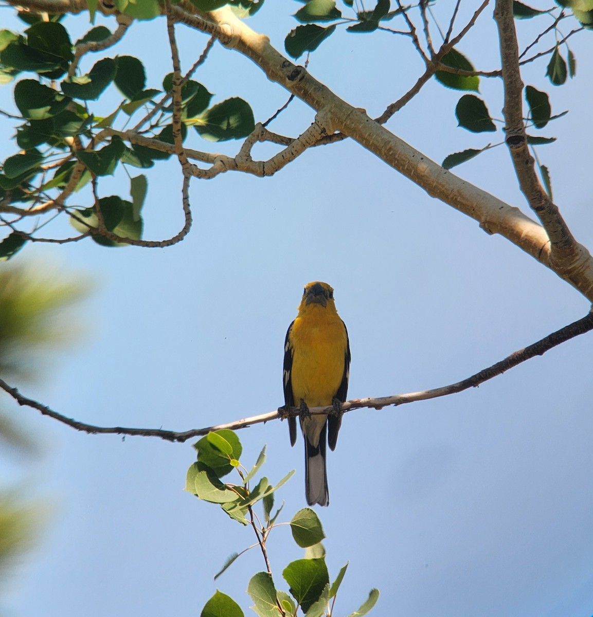 Yellow Grosbeak - ML638382645