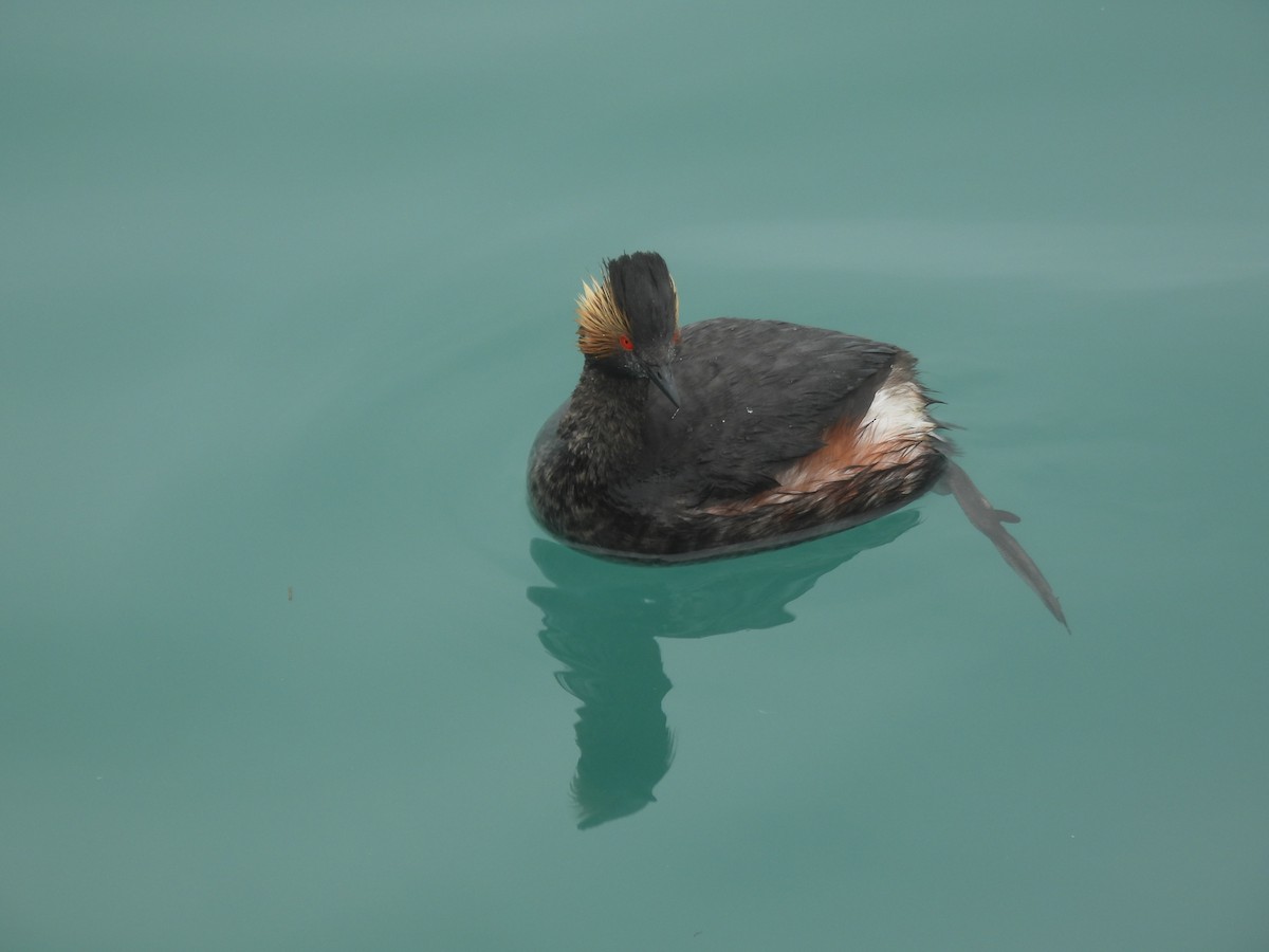 Eared Grebe - ML638382649