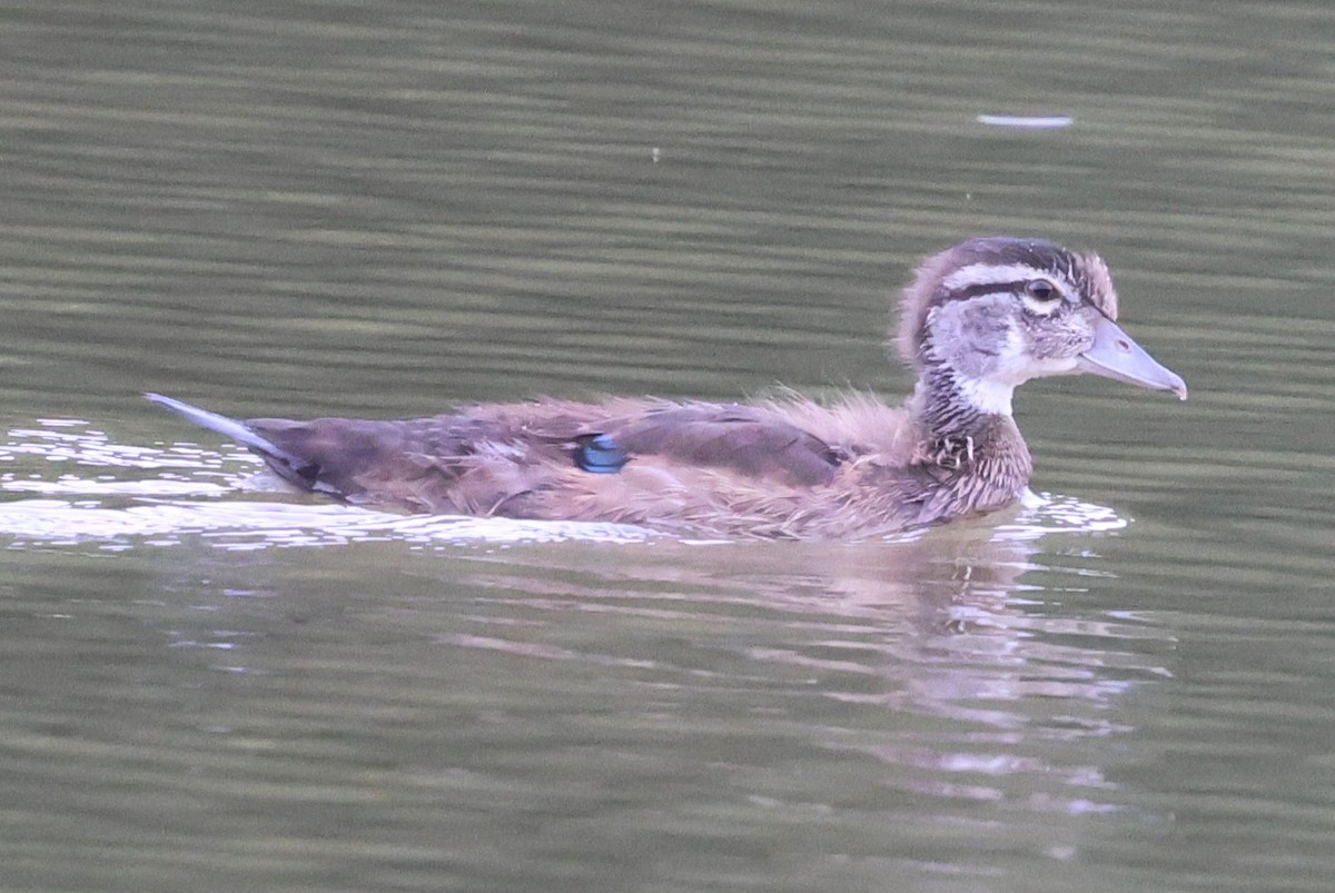 Canard branchu - ML638382651