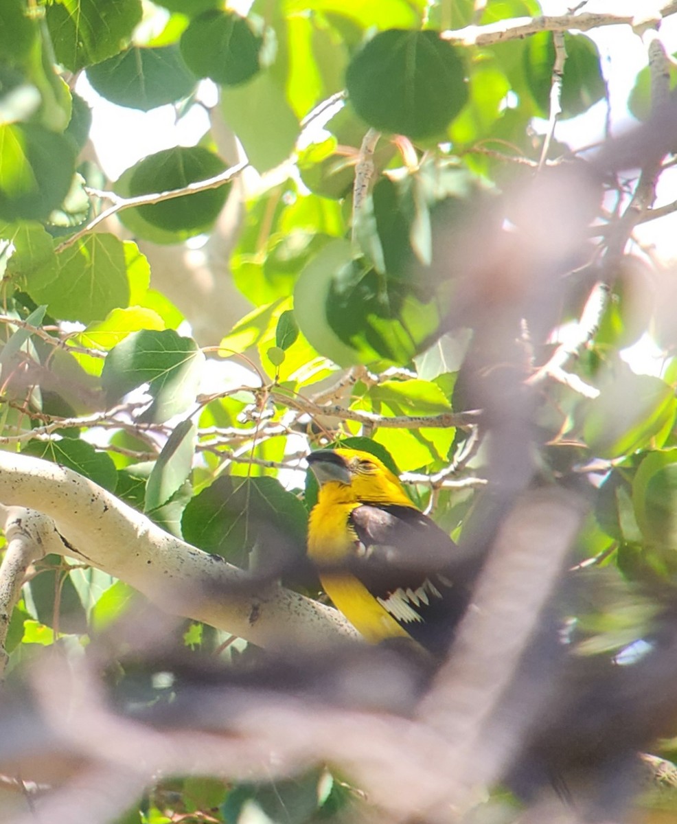 Yellow Grosbeak - ML638382652