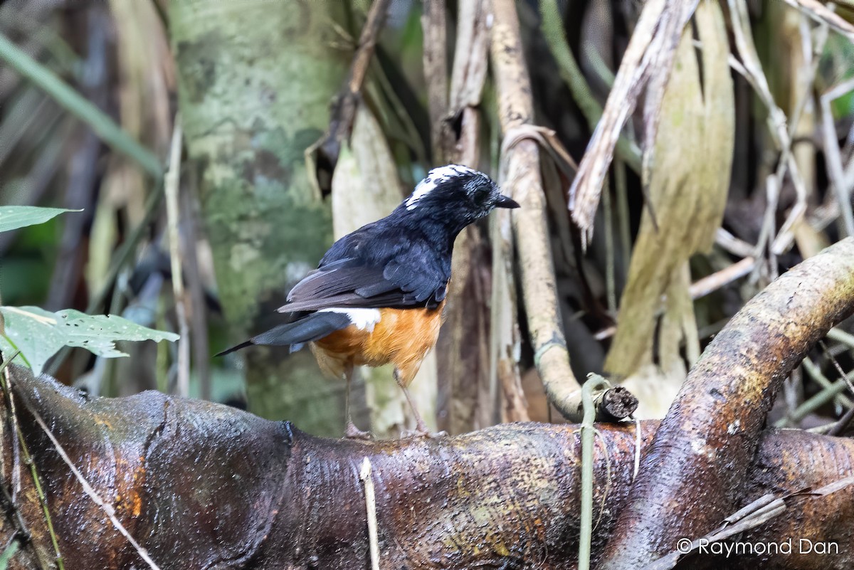 White-crowned Shama - ML638382658