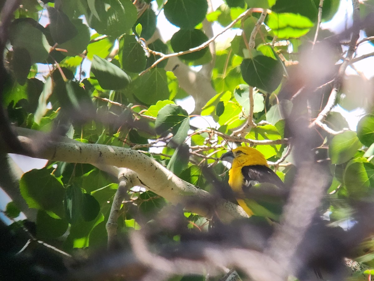 Yellow Grosbeak - ML638382660