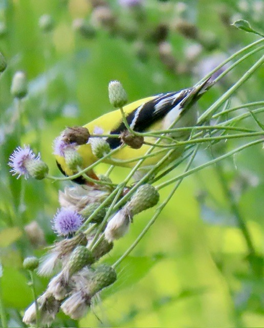 American Goldfinch - ML638382681