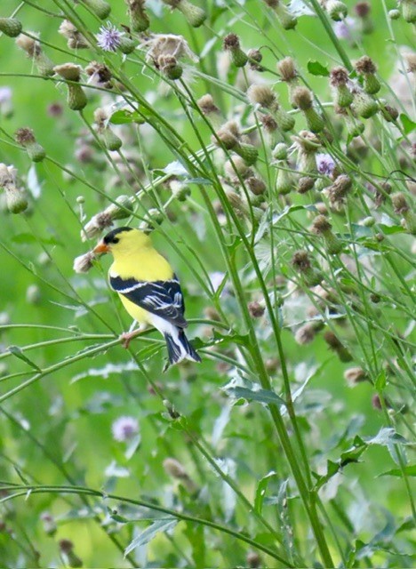 American Goldfinch - ML638382682