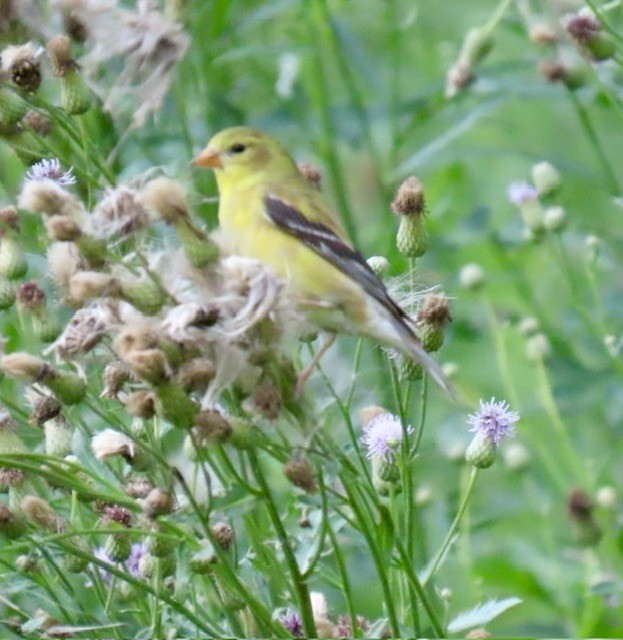 American Goldfinch - ML638382683