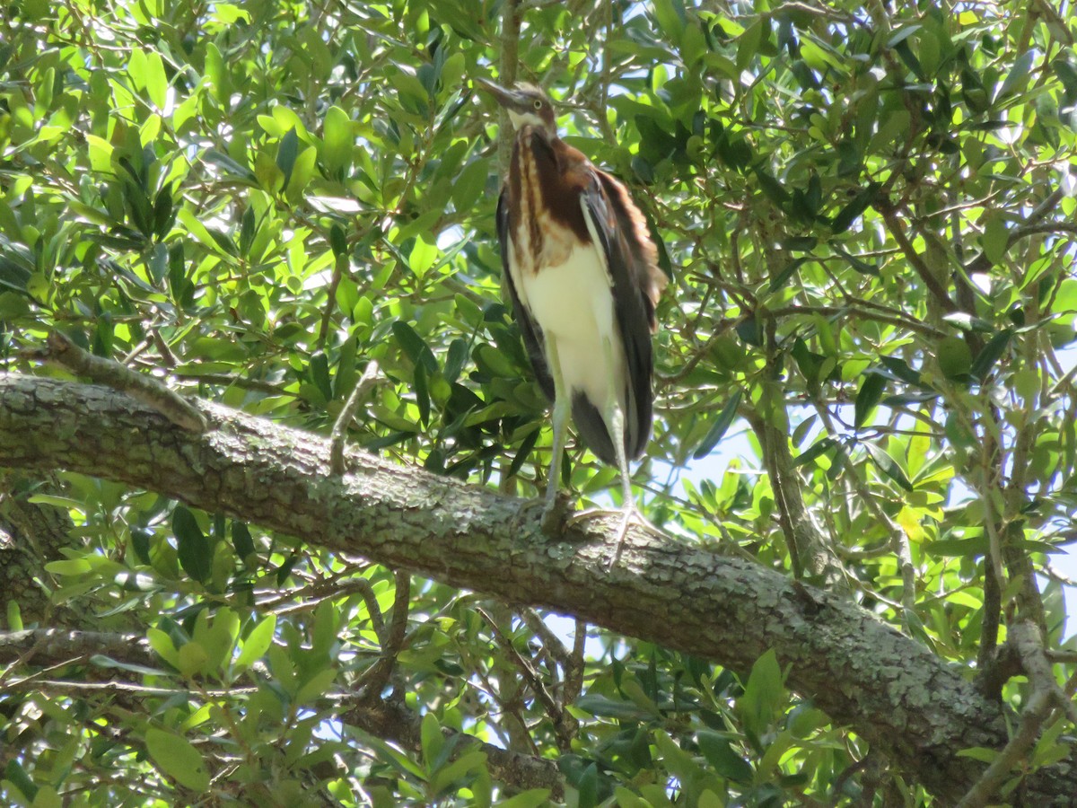 Tricolored Heron - ML638382690